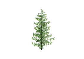 3D Trees - Spruce