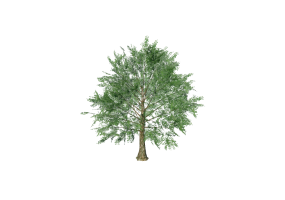 3D Trees - Norway maple