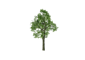 Arbres 3D - &Eacute;rable plane