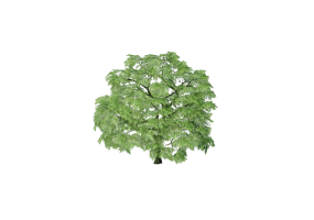 &Aacute;rboles 3D - Acer real