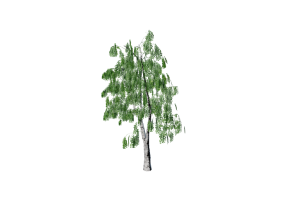 &Aacute;rboles 3D - Abedul