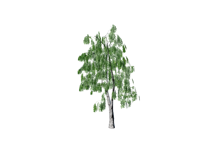 Árboles 3D - Abedul - EVERMOTION Árboles 3D - Abedul - EVERMOTION