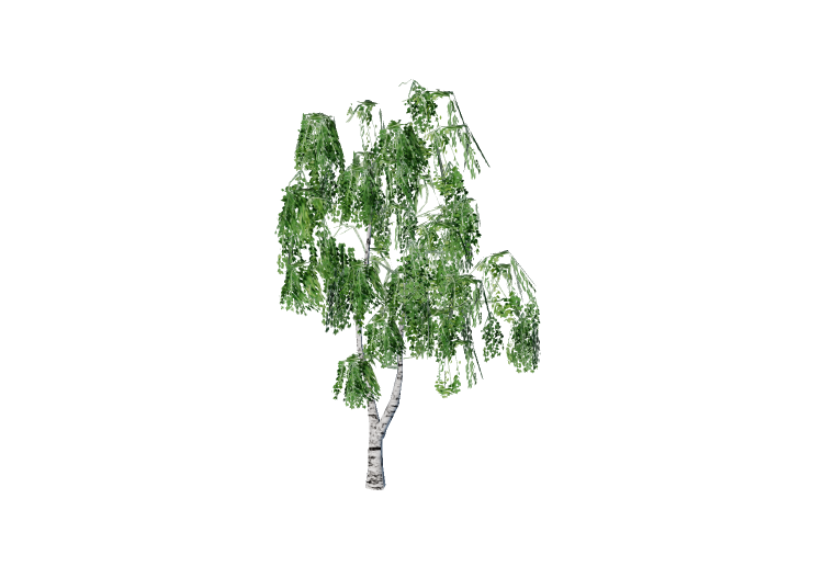 Alberi 3D - Betulla - EVERMOTION Alberi 3D - Betulla - EVERMOTION