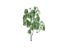 Arbres 3D - Bouleau