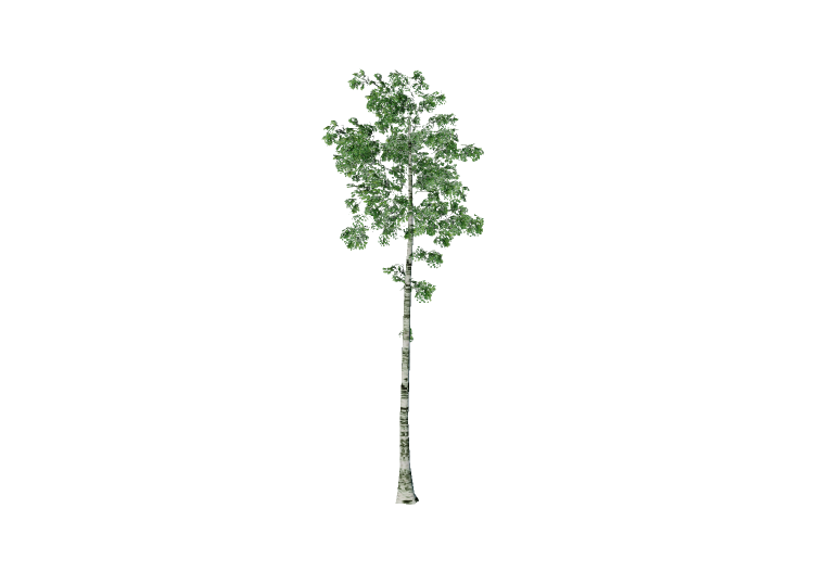 Árboles 3D - Abedul - EVERMOTION Árboles 3D - Abedul - EVERMOTION