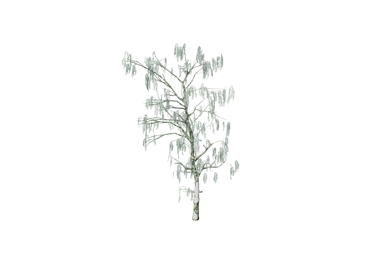 3D Trees - Birch - EVERMOTION 3D Trees - Birch - EVERMOTION