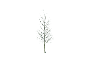 &Aacute;rboles 3D - Abedul
