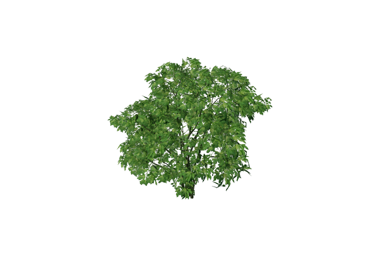 Árboles 3D - Staphylea pinnata - EVERMOTION Árboles 3D - Staphylea pinnata - EVERMOTION