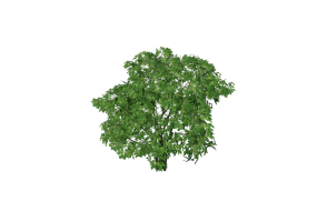&Aacute;rvores 3D - Staphylea