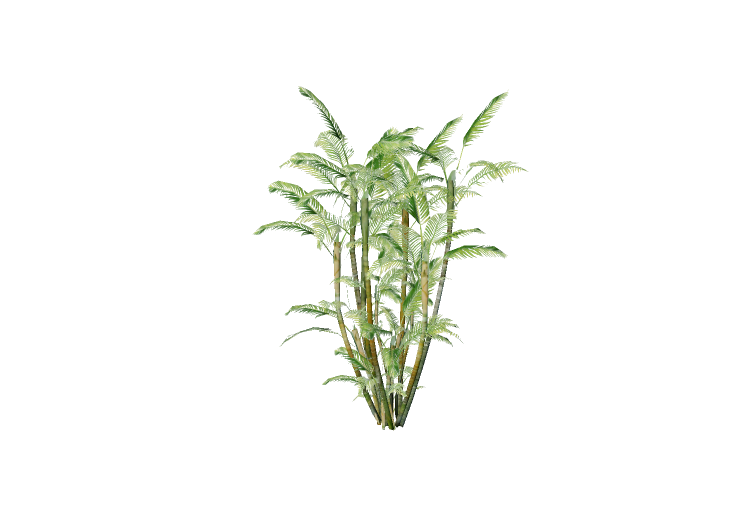 3D Bäume - Goldfruchtpalme - EVERMOTION 3D Bäume - Goldfruchtpalme - EVERMOTION