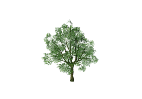 &Aacute;rvores 3D - Carvalho-roble