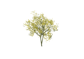 3D Trees - Ash