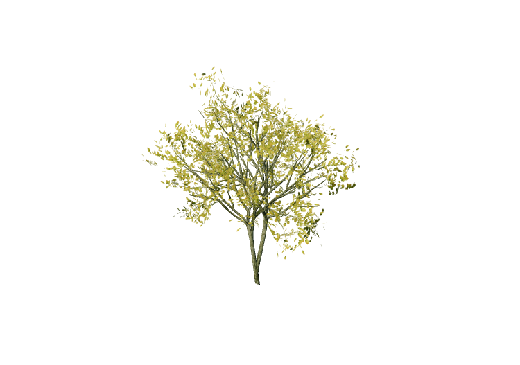 3D Trees - Ash - EVERMOTION 3D Trees - Ash - EVERMOTION