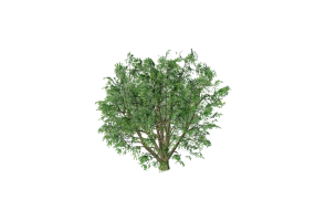 &Aacute;rboles 3D - Olmo negrillo