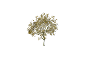3D Trees - Alnus glutinosa (common alder)