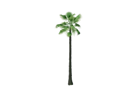 &Aacute;rboles 3D - Palmera californiana