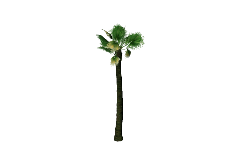 三维树木 - Washingtonia filifera (desert fan palm) - EVERMOTION 三维树木 - Washingtonia filifera (desert fan palm) - EVERMOTION
