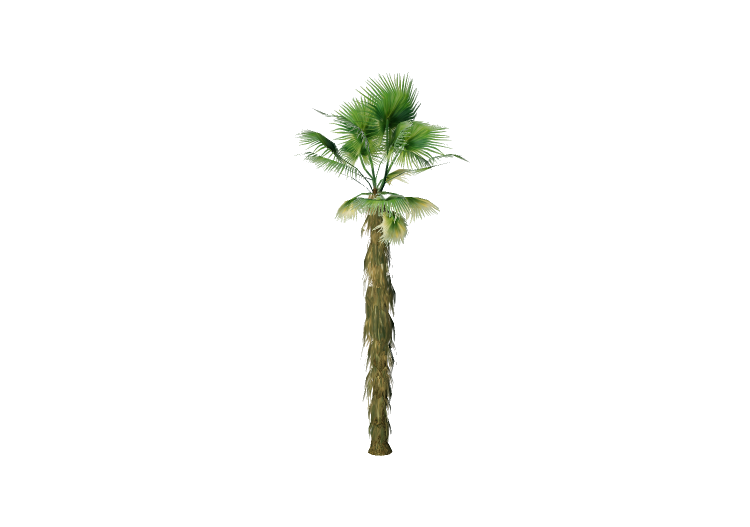 Alberi 3D - Palma californiana - EVERMOTION Alberi 3D - Palma californiana - EVERMOTION