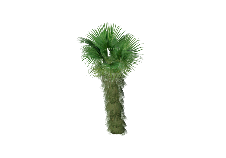 Alberi 3D - Palma californiana - EVERMOTION Alberi 3D - Palma californiana - EVERMOTION