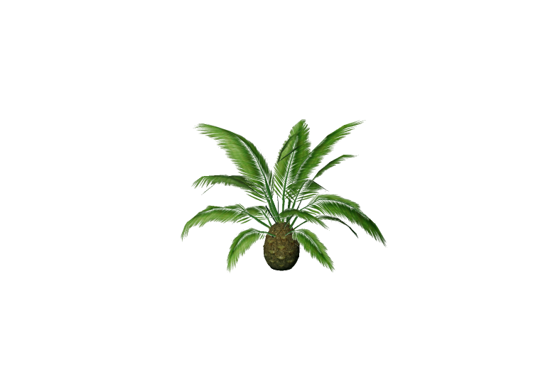 Arbres 3D - Palmier des Canaries - EVERMOTION Arbres 3D - Palmier des Canaries - EVERMOTION