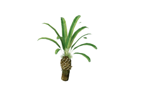 3D Trees - Phoenix canariensis