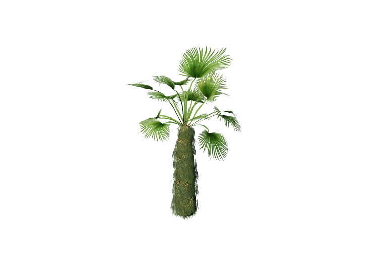 Alberi 3D - Palma di fortune - EVERMOTION Alberi 3D - Palma di fortune - EVERMOTION