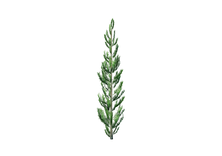 3D Trees - Pine - EVERMOTION 3D Trees - Pine - EVERMOTION