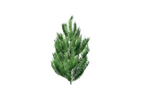Arbres 3D - Pin