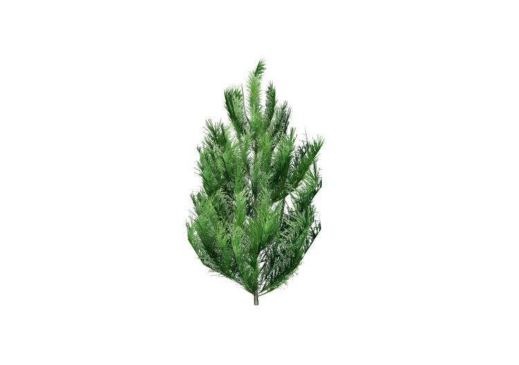 3D Trees - Pine - EVERMOTION 3D Trees - Pine - EVERMOTION