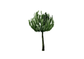 &Aacute;rboles 3D - Pino moro