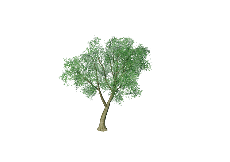 Árboles 3D - Álamo - EVERMOTION Árboles 3D - Álamo - EVERMOTION