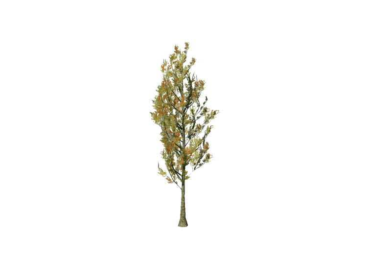 Árboles 3D - Chopo - EVERMOTION Árboles 3D - Chopo - EVERMOTION