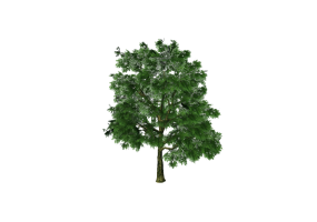3D Trees - Oak