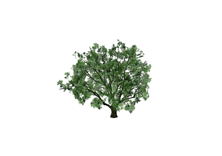 三维树木 - Salix fragilis - EVERMOTION 三维树木 - Salix fragilis - EVERMOTION