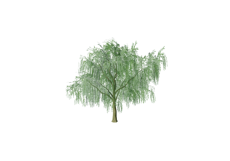 3D Bäume - Die Echte Trauerweide - EVERMOTION 3D Bäume - Die Echte Trauerweide - EVERMOTION