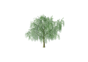 3D Trees - Weeping willow