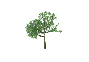 3D Trees - Sassafras