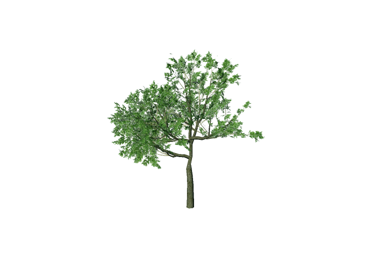 3D Trees - Sassafras - EVERMOTION 3D Trees - Sassafras - EVERMOTION