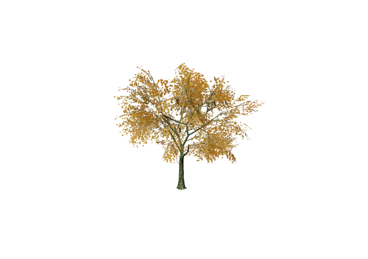 Arbres 3D - Tilleul à petites feuilles - EVERMOTION Arbres 3D - Tilleul à petites feuilles - EVERMOTION