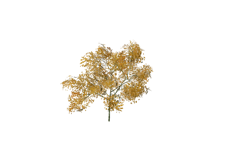 Alberi 3D - Tiglio selvatico - EVERMOTION Alberi 3D - Tiglio selvatico - EVERMOTION