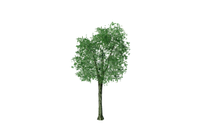 3D Trees - Tilia cordata (Wild Linden)