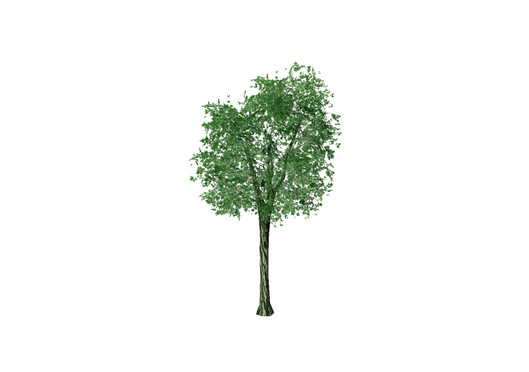 3D Trees - Tilia cordata (Wild Linden) - EVERMOTION 3D Trees - Tilia cordata (Wild Linden) - EVERMOTION