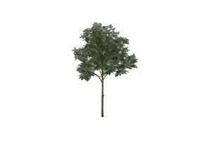 Arbres 3D - Sorbier des oiseleurs