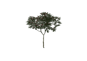 Arbres 3D - Rhus Typhina