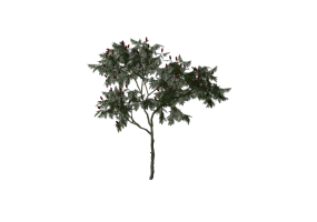 3D Trees - American summit