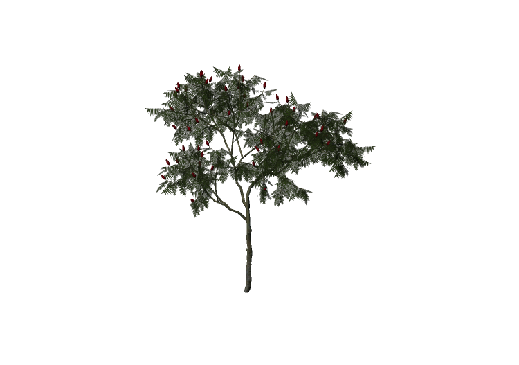 Arbres 3D - Rhus Typhina - EVERMOTION Arbres 3D - Rhus Typhina - EVERMOTION