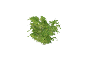 Matojos 3D - Arbusto