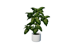 3D Flowers - Aglaonema crispum