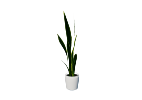 3D Flowers - Sansevieria