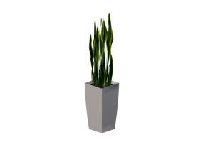 3D Flowers - Sansevieria